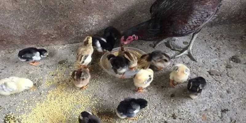 Cách chăm sóc gà chọi con nhận biết bệnh
